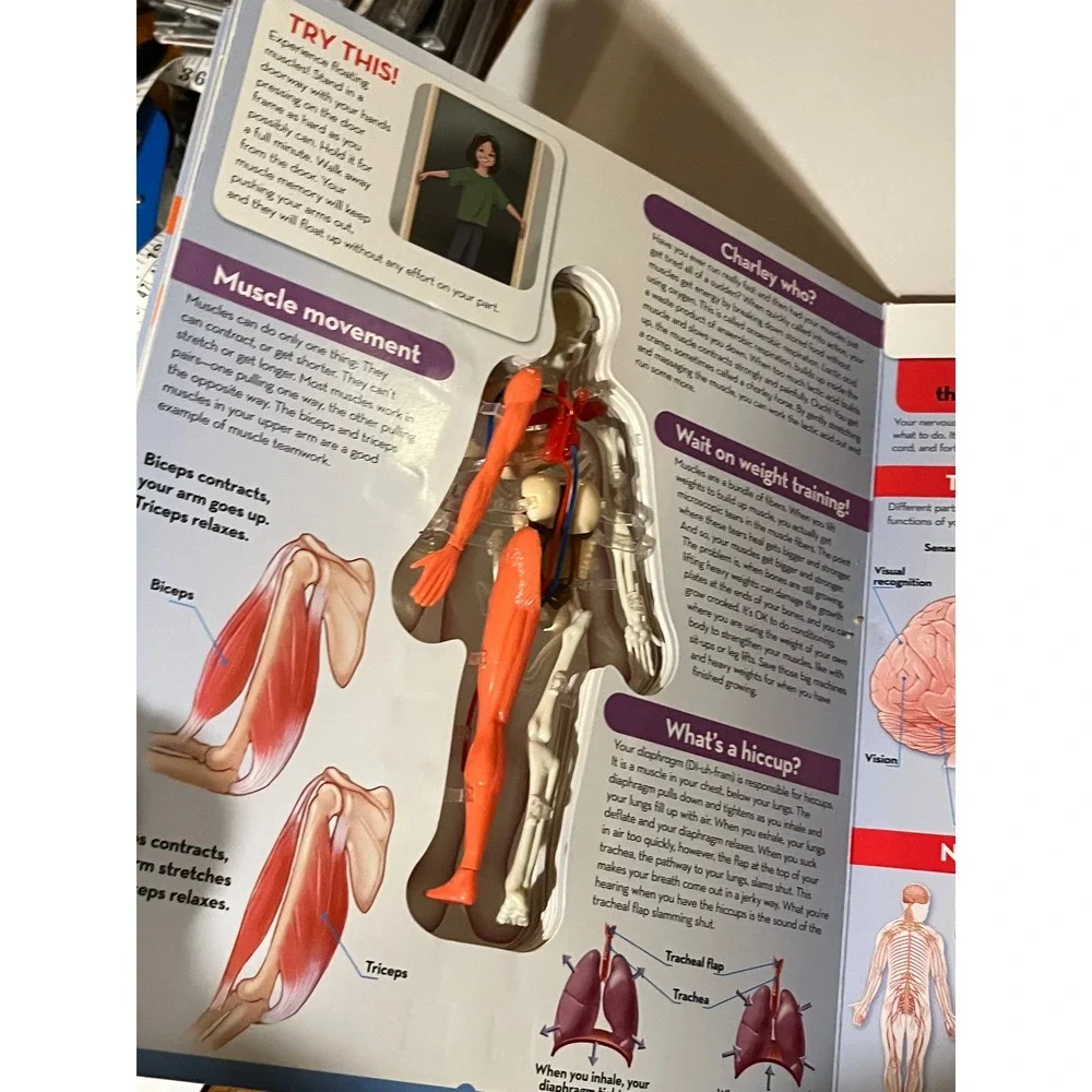 Uncover The Human Body Luann Colombo 3D Model Anatomy Book Silver Dolphin 2010